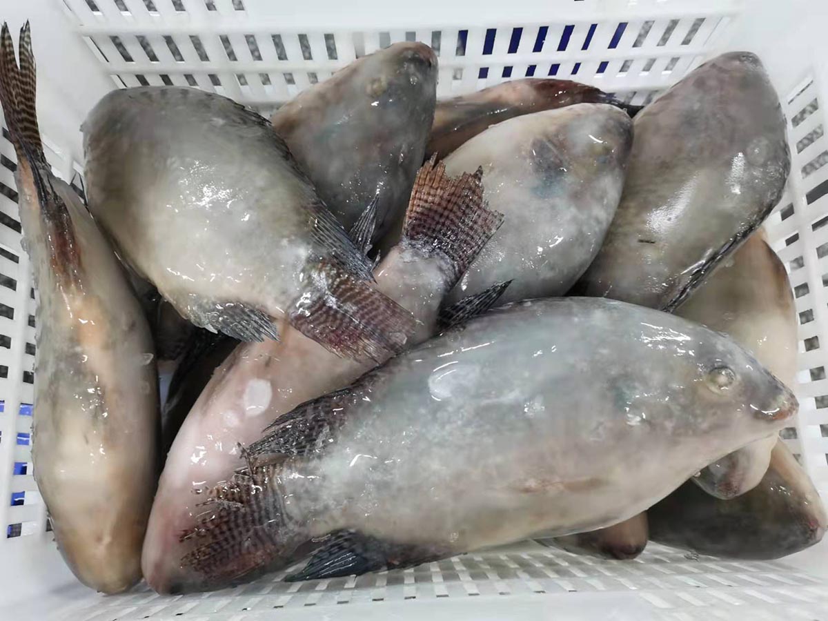 1770814274141026.jpg 1730176093869409.jpg